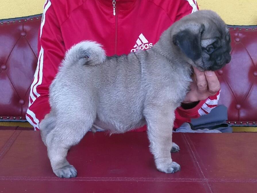 Mops-štenci-