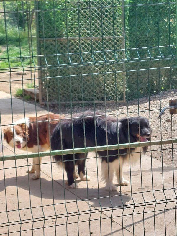 Border-koli-collie-štenci