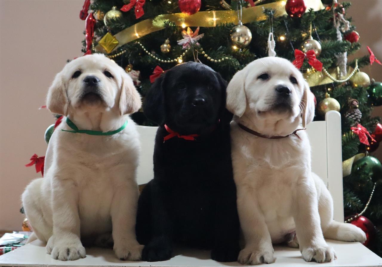 Labrador-štenci