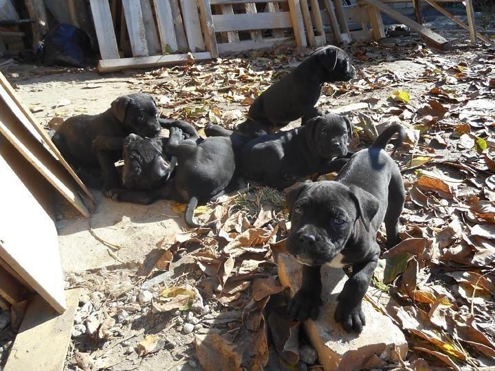 Štenci-cane-corso