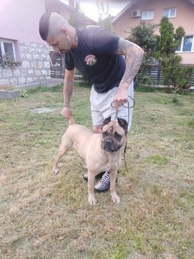 Cane-Corso-zenka