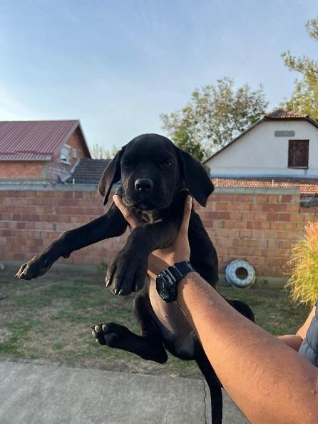 Stenci-Cane-Corsa
