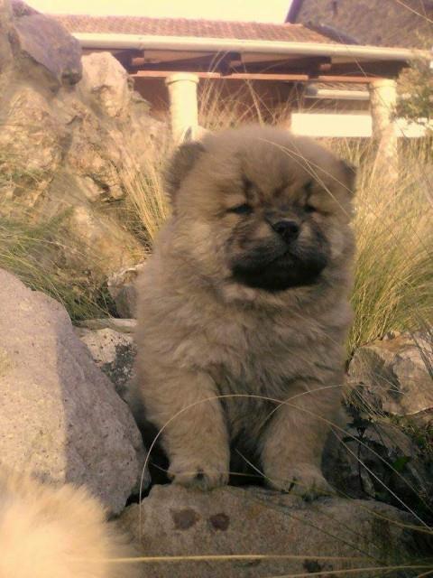 Chow-chow-cau-cau-stenad
