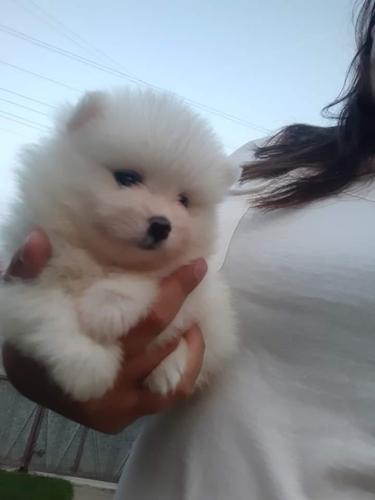 Pomeranci Boo 