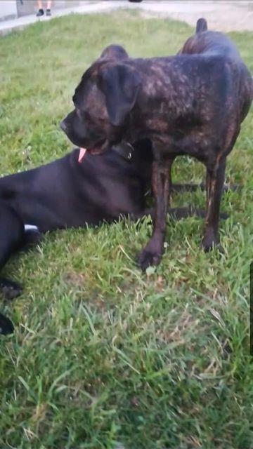 Cane-Corso--štenci