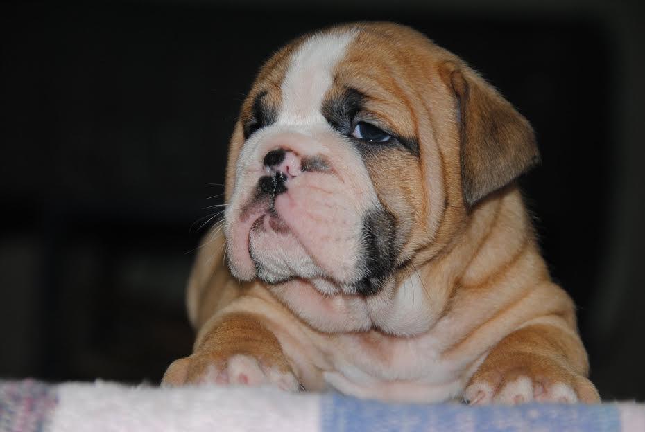 Engleski-buldog---top-leglo