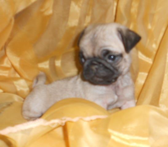 Stenad-mops