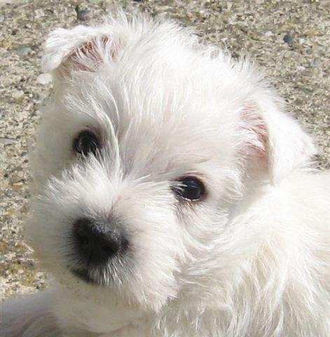 WESTIE-štene-