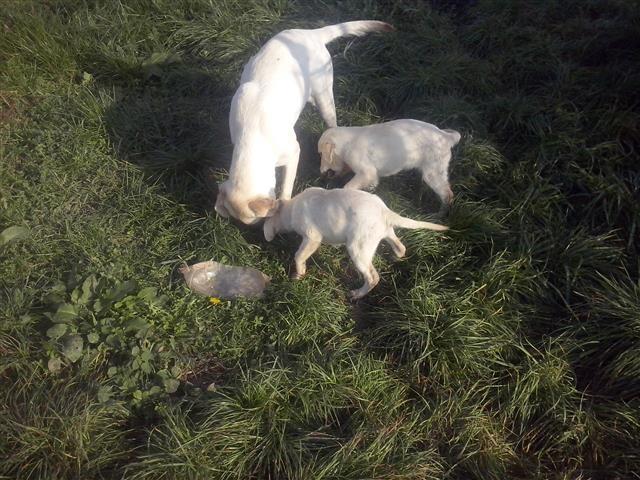 Labrador retriver