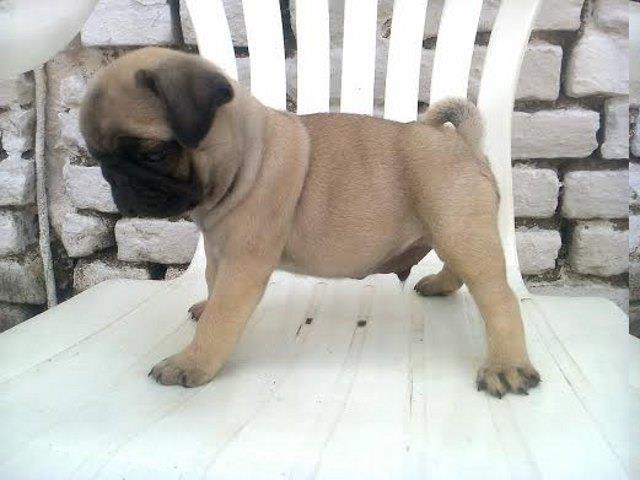 Mops-stenad-bez-boje