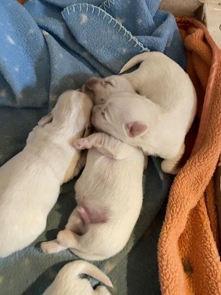 Coton-de-Tulear--Tulearski-pas--stenci