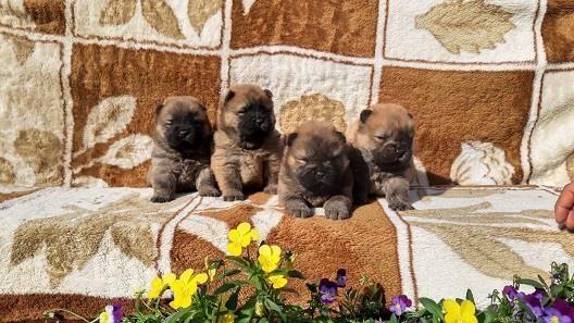 Chow-chow-cau-cau-stenad