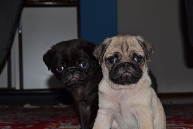 Mops--stenad