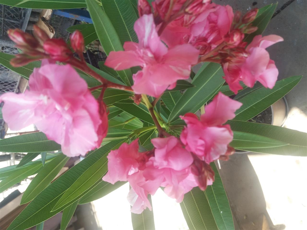 Lijander-roze