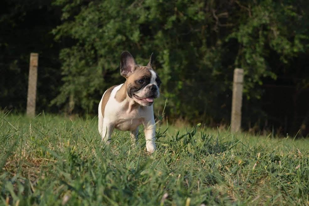 Francuski-buldog