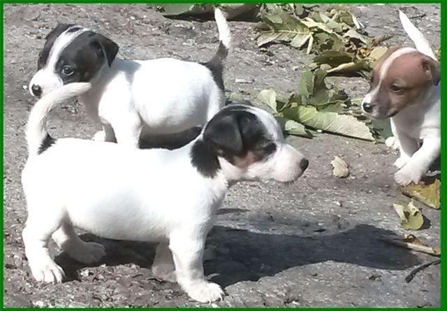 Jack-russell-terrier-stenci