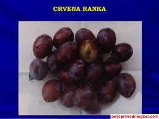 sadnice crvena ranka