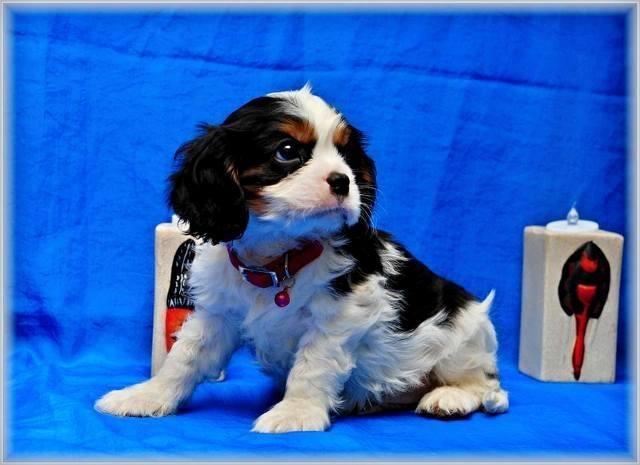 Mops-i-Cavalier-KCS--novi-stenci