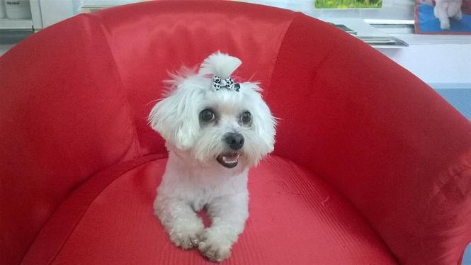 Mini maltezer stene