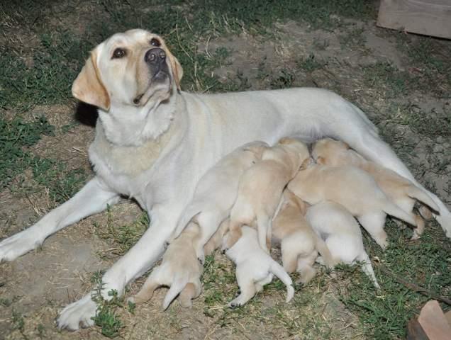 Labrador-Retriver--stenci--sjajne-krvne-linij