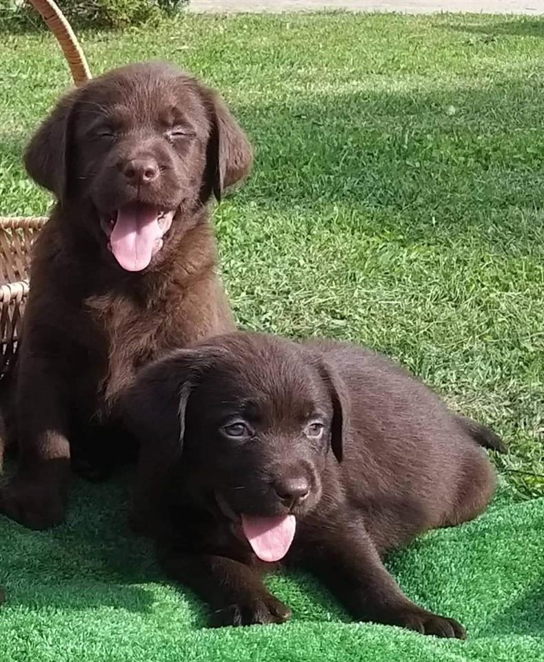 Labrador-retriver-