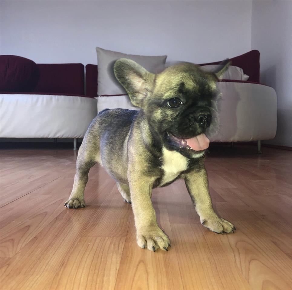 Francuski-buldog-štenci