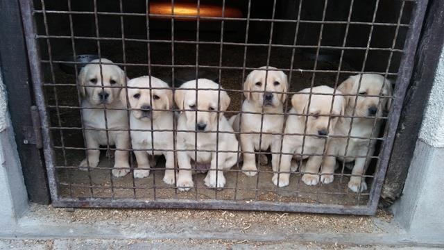 Labrador-štenci