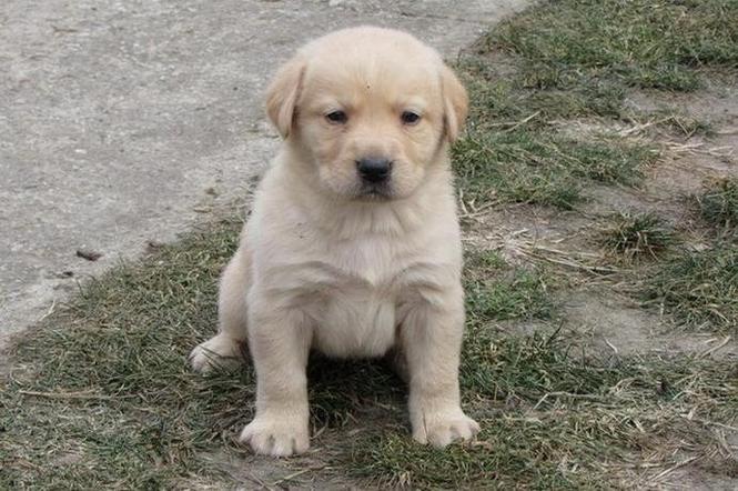 Labrador retriver stenad
