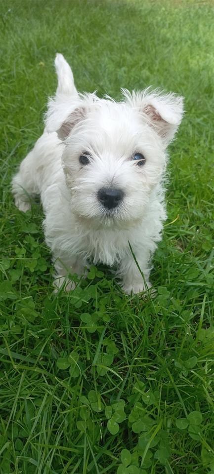 Westika