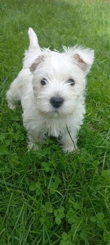 Westika