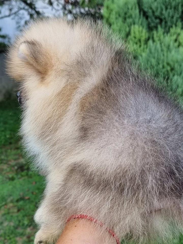 Pomeranac-boo