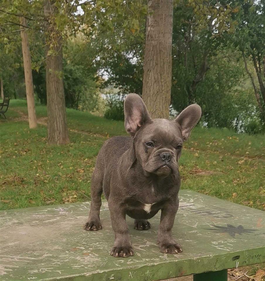 Francuski-buldog-štenci-