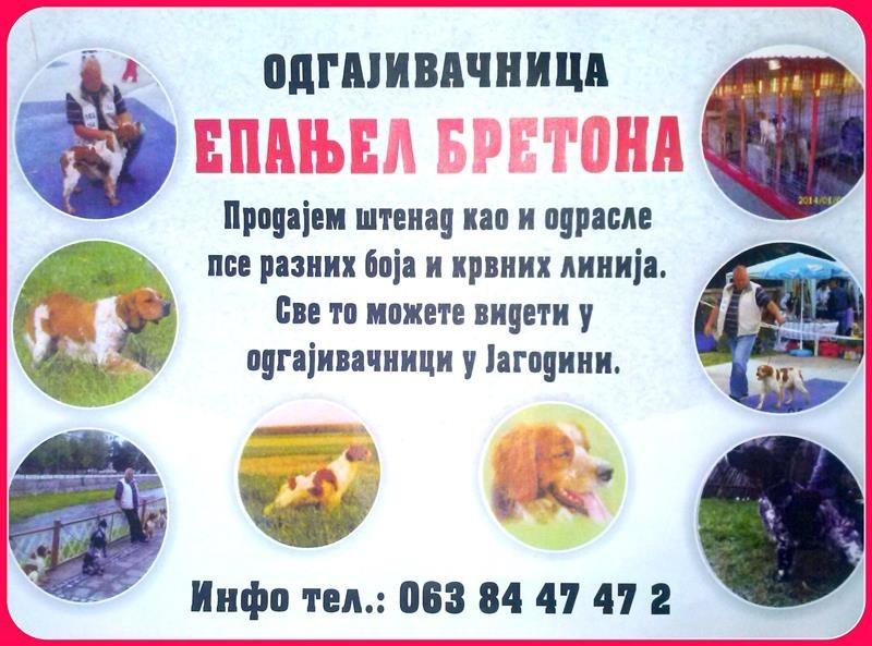 Espanjel-bretona