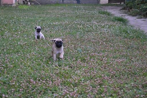 Mops-stenci