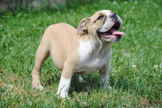 ENGLESKI-BULDOG-štenci-