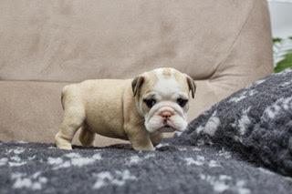 Engleski-buldog