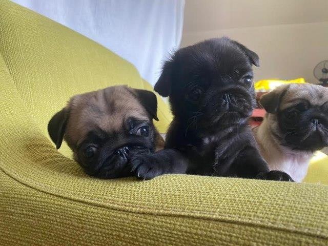 Mops-štenci-