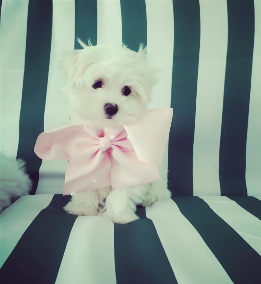 Mini-maltezer