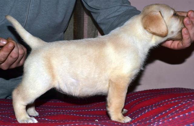 VRHUNSKI-STENCI-LABRADOR-RETRIVERA