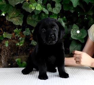 Labrador-retriver-stenci