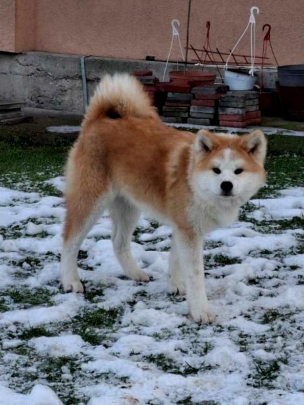 Akita-Inu