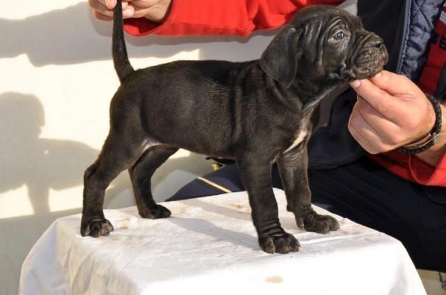 Cane-corso-stenci