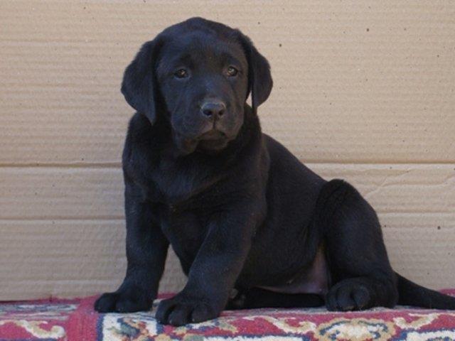Labrador