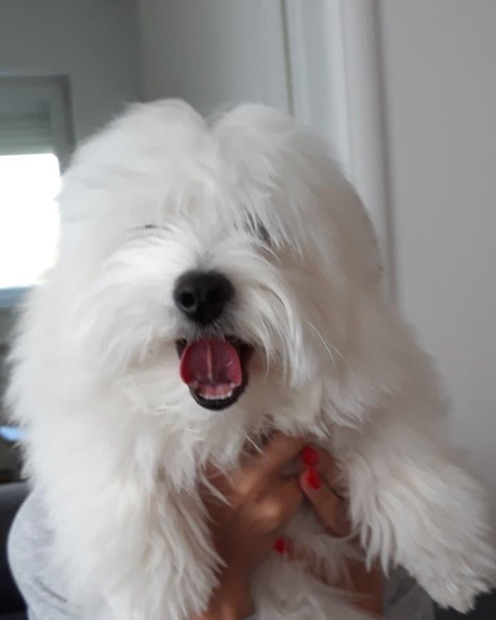 Coton-de-Tulear