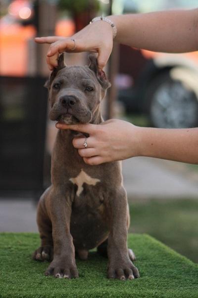 Cane-corso-štenci