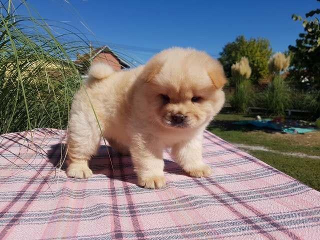 Chow cau cau