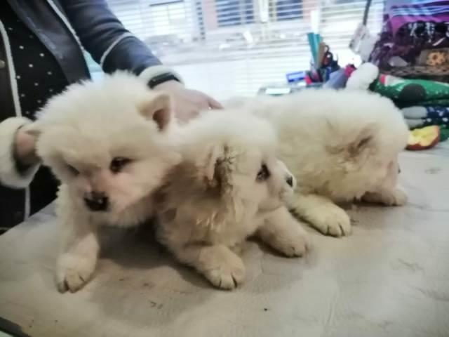 Čau-Čau--Chow-Chow--