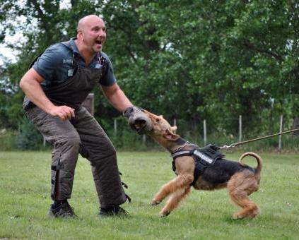Erdel-terijer---Ideal-AireDale
