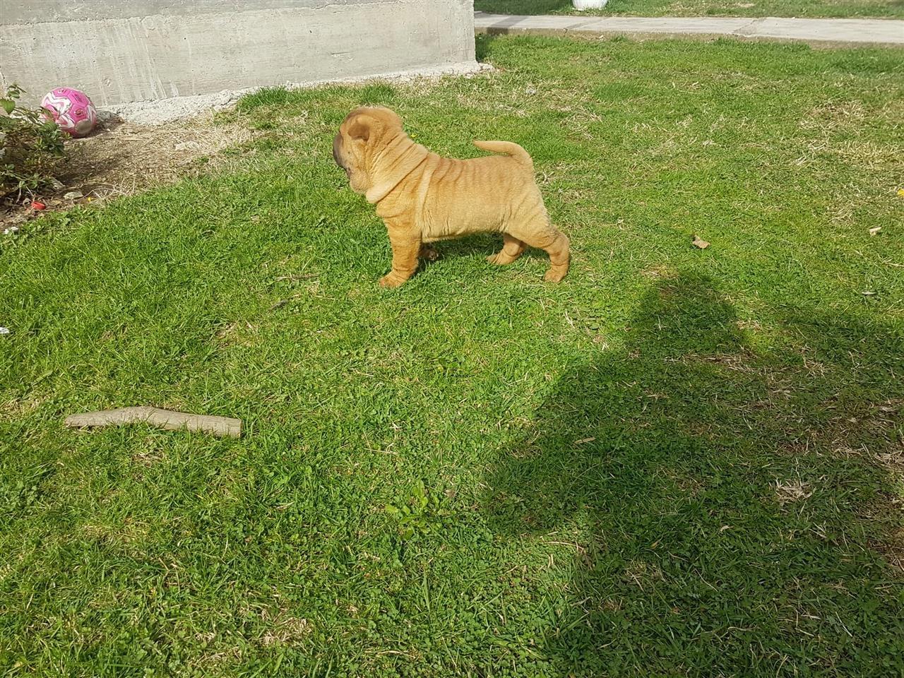 Šar-pej-štenci