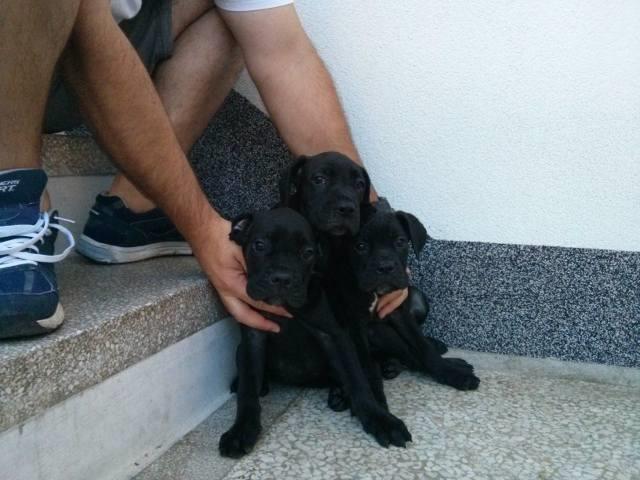 Cane Corso - stenci, veoma napredni